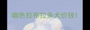 咖色拉布拉多犬价钱