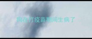 狗在打疫苗期间生病了