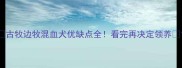 古牧边牧混血犬优缺点全看完再决定领养