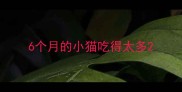 6个月的小猫吃得太多