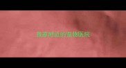 我家附近的宠物医院