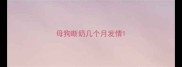 母狗断奶几个月发情