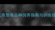 宠物龟智力排名7大高智商品种饲养指南与训练技巧附品种对比表
