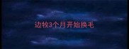 边牧3个月开始换毛