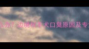 边牧口臭怎么办边境牧羊犬口臭原因及专业护理指南