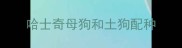 哈士奇母狗和土狗配种