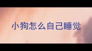 小狗怎么自己睡觉