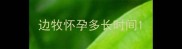 边牧怀孕多长时间