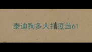 泰迪狗多大打疫苗6