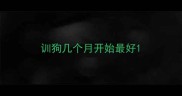 训狗几个月开始最好