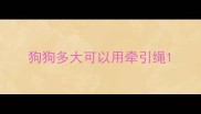 狗狗多大可以用牵引绳