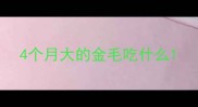 4个月大的金毛吃什么
