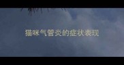 猫咪气管炎的症状表现