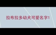拉布拉多幼犬可爱名字