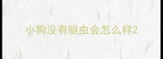 小狗没有驱虫会怎么样
