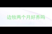 边牧两个月好养吗