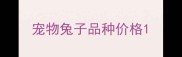 宠物兔子品种价格