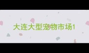 大连大型宠物市场