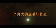 一个月大的金毛好养么