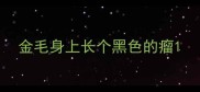金毛身上长个黑色的瘤
