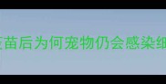 细小病毒疫苗失效打完疫苗后为何宠物仍会感染细小权威疫苗防护全流程