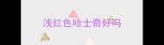 浅红色哈士奇好吗