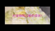 对宠物狗过敏的症状