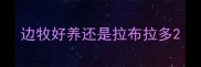 边牧好养还是拉布拉多