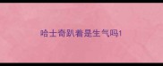 哈士奇趴着是生气吗
