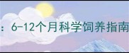 藏獒配种最佳时间6-12个月科学饲养指南与健康繁育全攻略