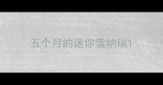 五个月的迷你雪纳瑞