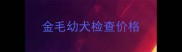 金毛幼犬检查价格