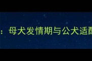 狗狗最佳配种年龄母犬发情期与公犬适配时间的科学指南