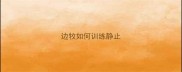 边牧如何训练静止