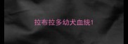 拉布拉多幼犬血统