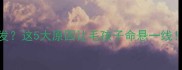 边牧犬瘟高发这5大原因让毛孩子命悬一线附自救指南