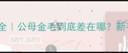 金毛犬性别差异全公母金毛到底差在哪新手必看养宠指南