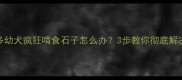 拉布拉多幼犬疯狂啃食石子怎么办3步教你彻底解决异食癖