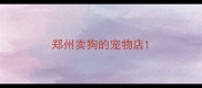 郑州卖狗的宠物店