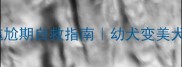 哈士奇尴尬期自救指南幼犬变美犬全攻略