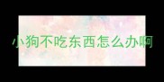 小狗不吃东西怎么办啊