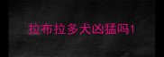 拉布拉多犬凶猛吗