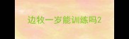边牧一岁能训练吗