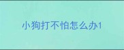 小狗打不怕怎么办