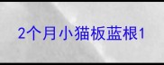 2个月小猫板蓝根