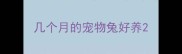 几个月的宠物兔好养