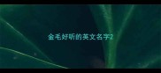 金毛好听的英文名字