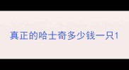 真正的哈士奇多少钱一只