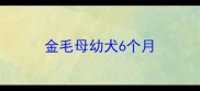 金毛母幼犬6个月