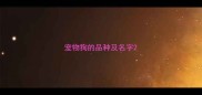 宠物狗的品种及名字